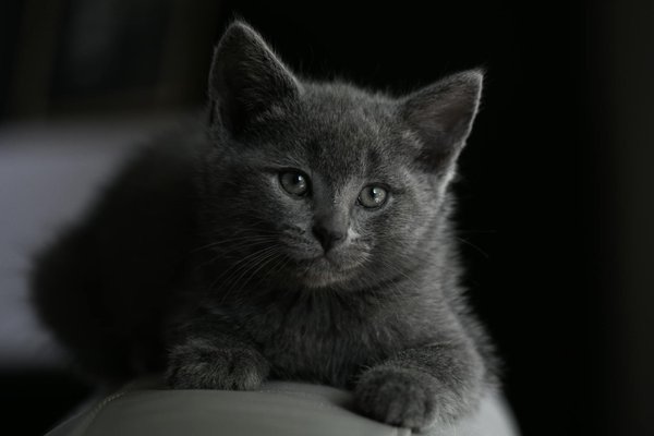 Comment les réseaux sociaux peuvent-ils être utilisés pour sensibiliser à la protection des animaux ?