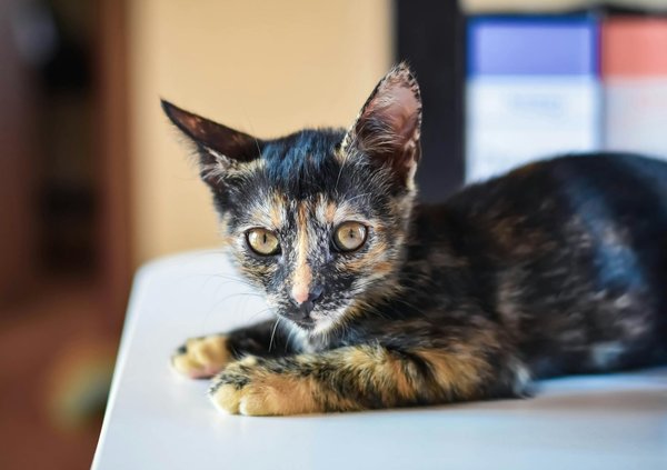 Comment créer une ambiance calme pour mon chien pendant des événements festifs ?