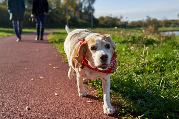 Top équipements pour le sport canin : guide des meilleurs marques