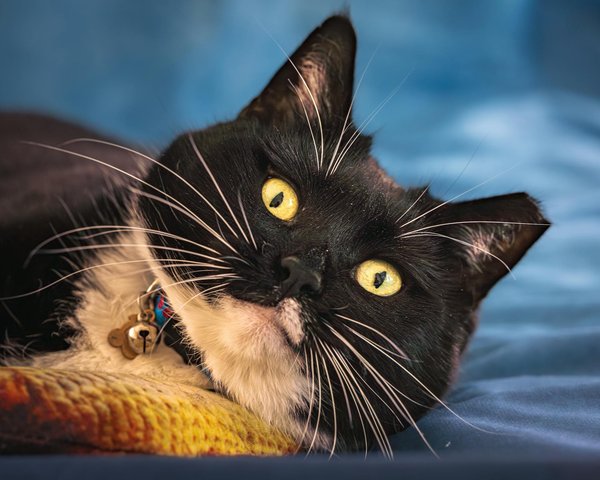 Animalexplorationnetwork