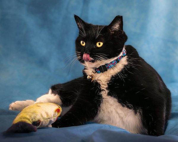 Quels sont les avantages des soins dentaires réguliers pour les chats ?