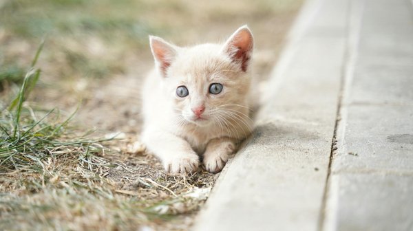Quels mécanismes les poissons utilisent-ils pour détecter les variations de température dans leur environnement?