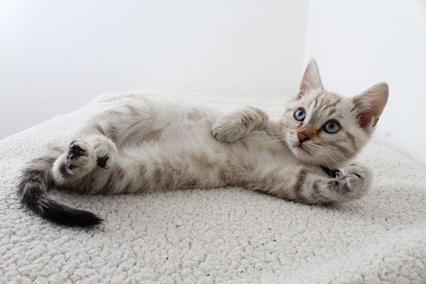 Adopter un chaton : faites le bonheur d'un félin !