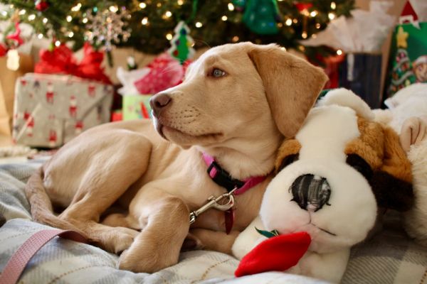 Comment créer une ambiance calme pour mon chien pendant des événements festifs ?
