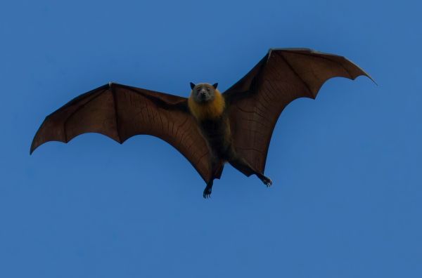 Comment les chauves-souris se déplacent-elles dans des espaces confinés sans se heurter à des obstacles?