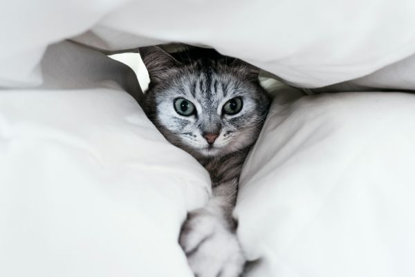 Comment traiter les problèmes de comportement liés à l'anxiété chez les chats ?