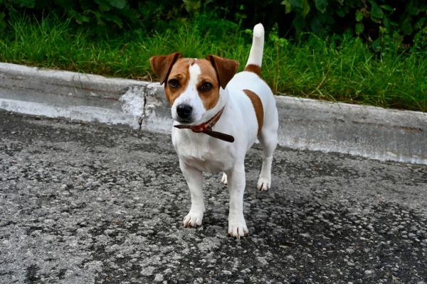 Harnais jack russell : quel modèle choisir pour votre chien ?