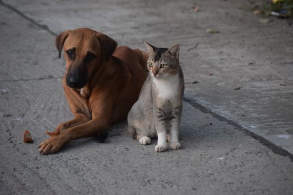 Quelles sont les meilleures pratiques pour socialiser mon chiot avec d'autres animaux ?