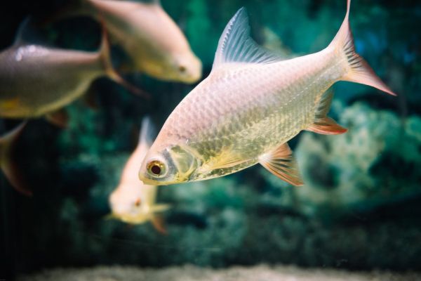 Quels mécanismes les poissons utilisent-ils pour détecter les variations de température dans leur environnement?