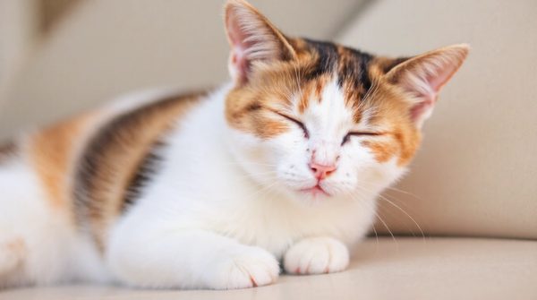 Solutions naturelles et efficaces pour soigner les oreilles de chat
